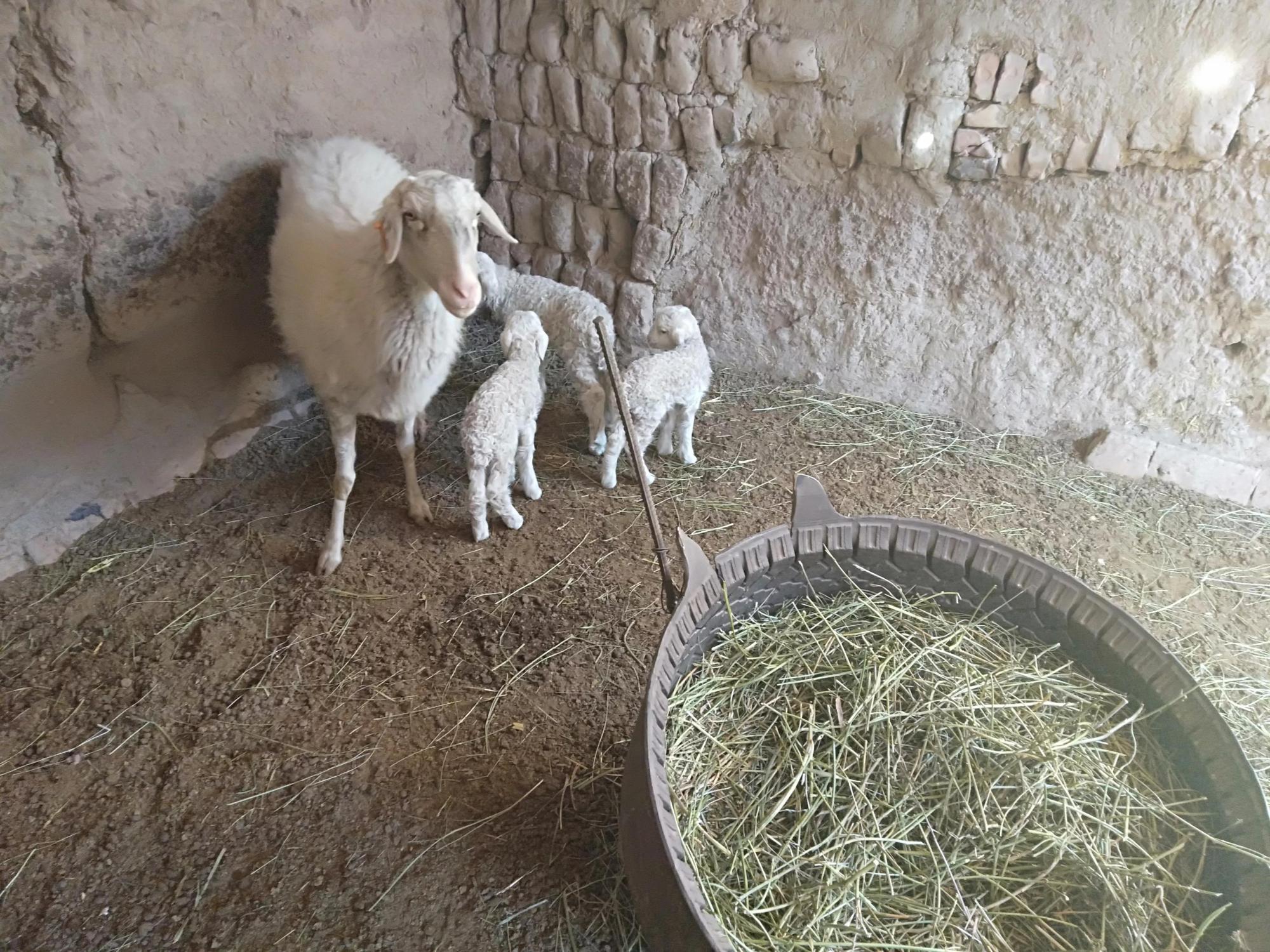 新添4只羊羔却发现小尾寒羊有1个致命的缺点母性差