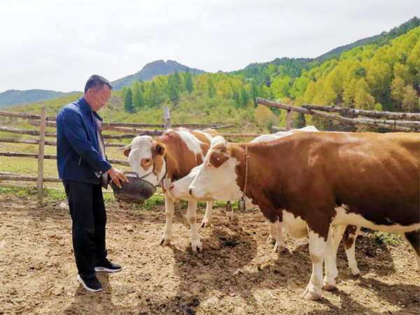 方山县南阳村的养牛达人杨金顺