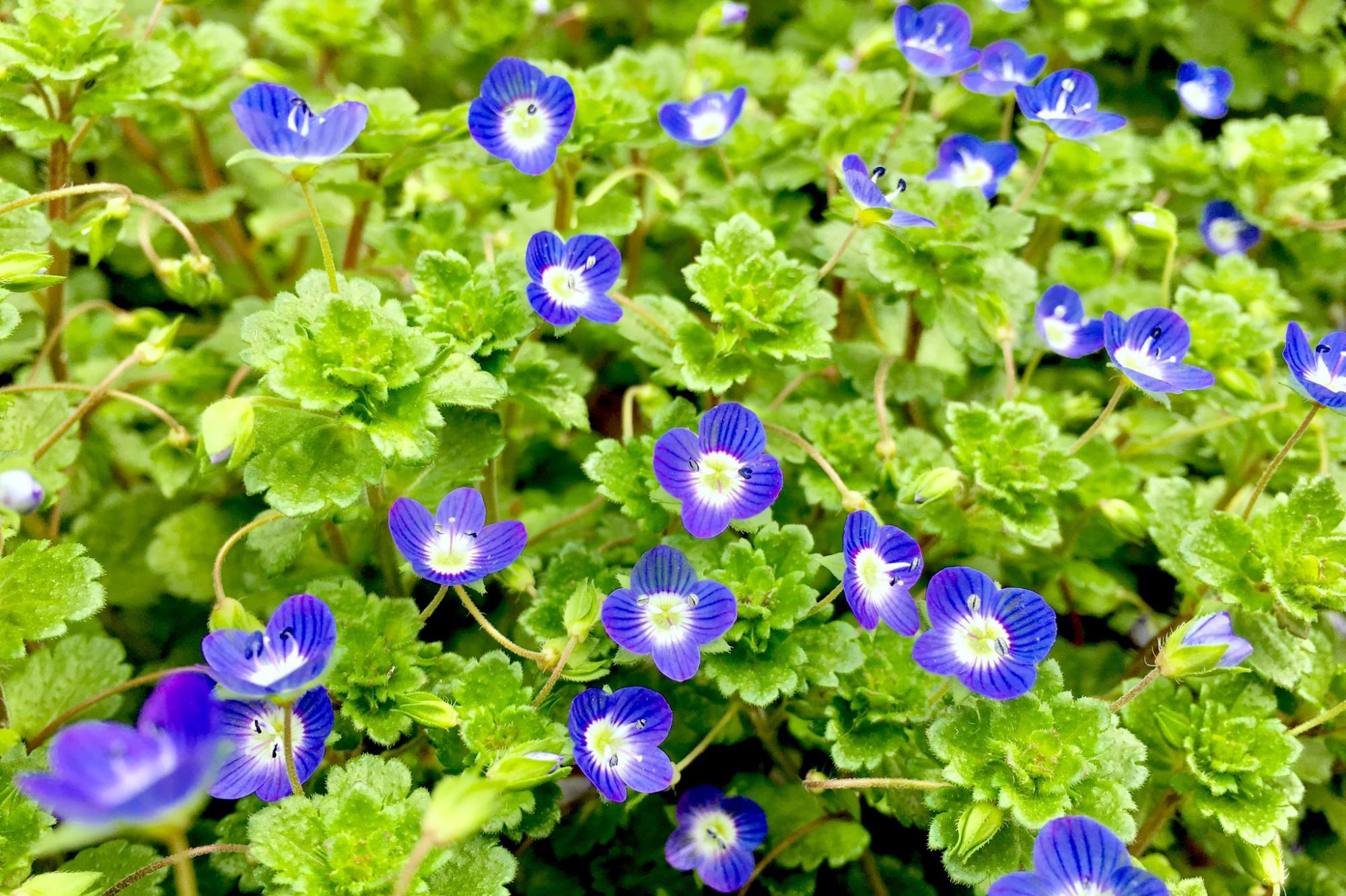 跟小学语文教材一起走进大自然,这个春天,我们带孩子踏青识花草