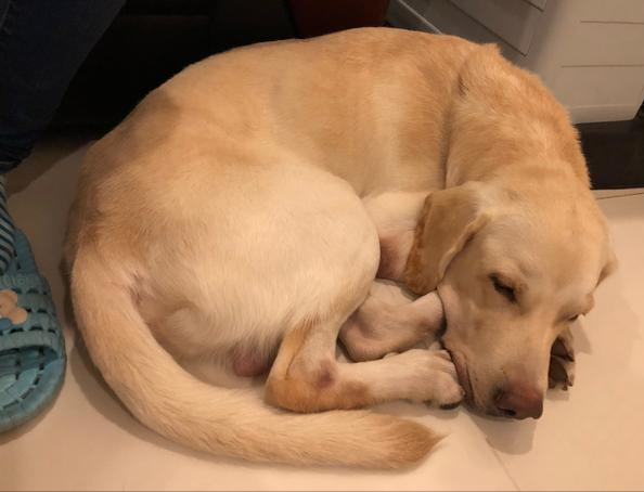 狗狗睡姿代表不同意思,"最怕狗狗蜷缩在角落"!