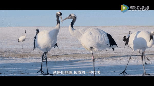 600_336gif 动态图 动图