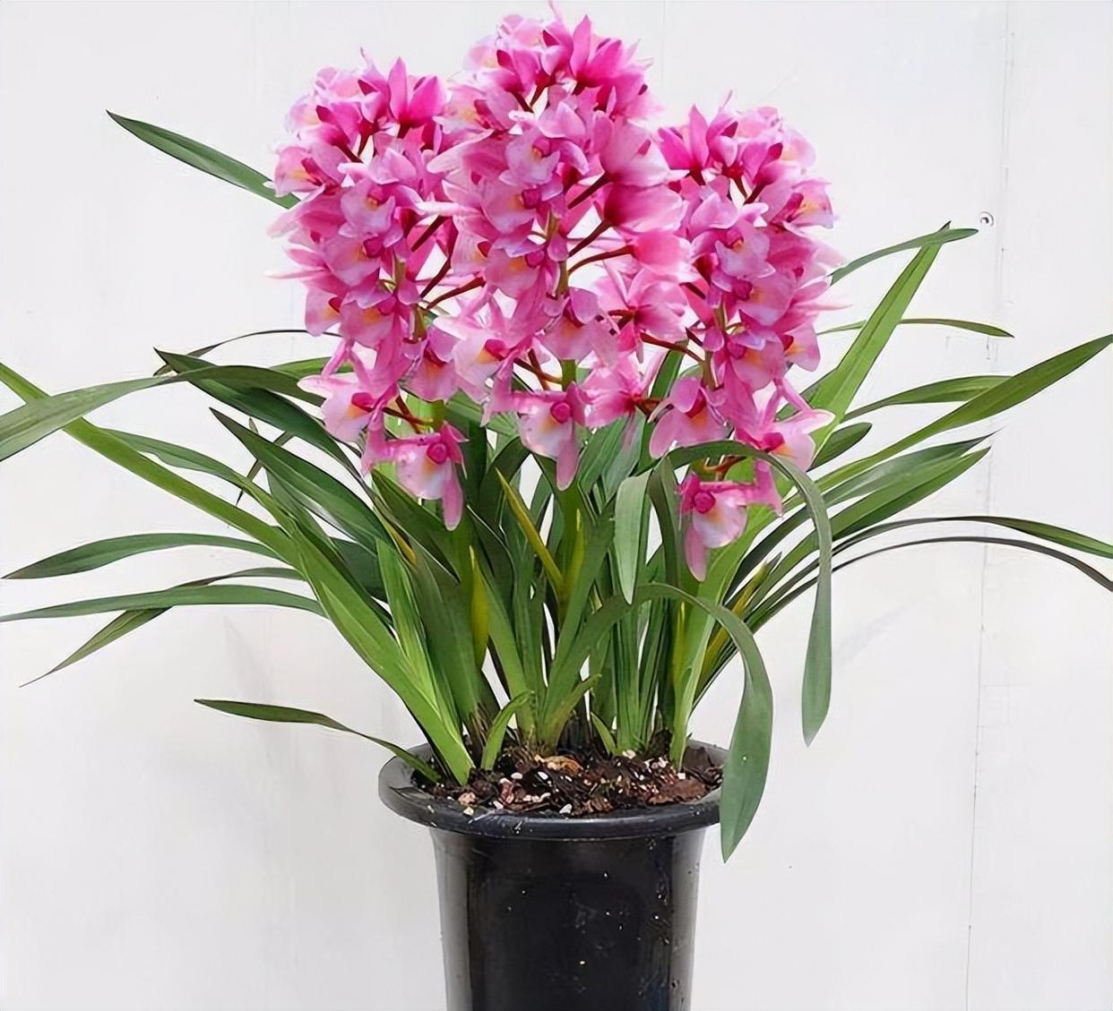 香妃兰是"香花之首",花色艳丽,香气扑鼻,养护简单,花期较长