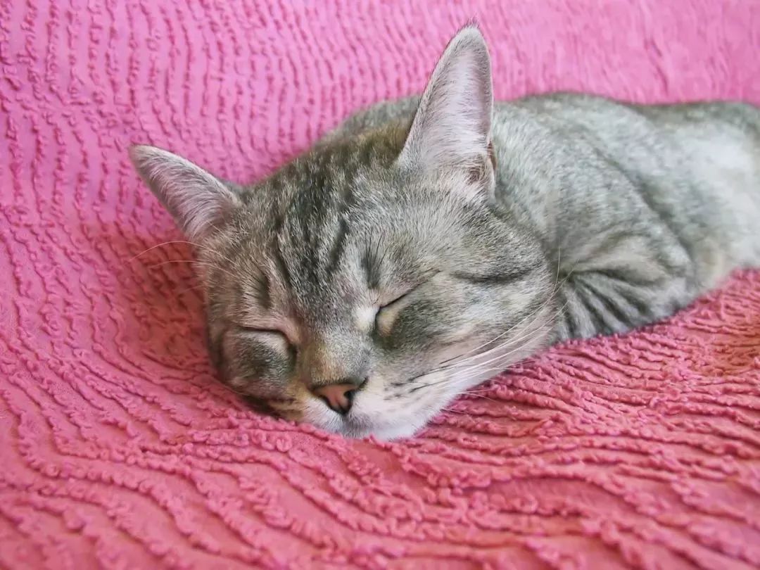 夏季容易犯困,午睡可以很好缓解,告诉你午睡的正确方法