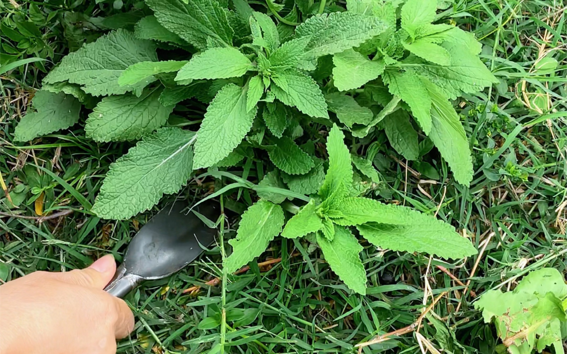 蛤蟆草的功效与禁忌