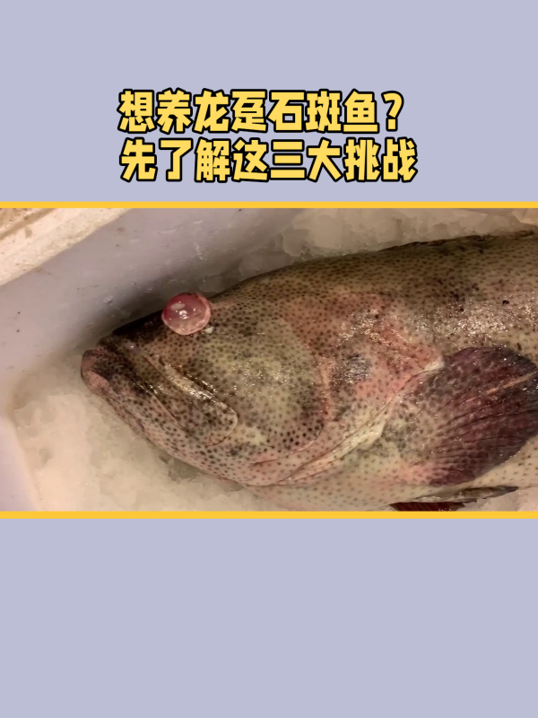 养殖龙趸石斑鱼:从环境到繁殖,关键要素一网打尽