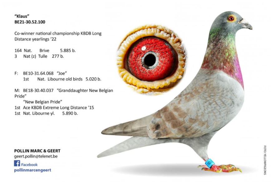 2022年比利时kbdb全国鸽王冠军照片及血统一览
