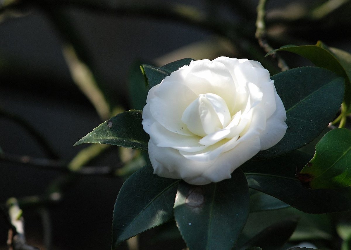 此花,如兰花般漂亮,清新高雅,家中放一盆,让邻居眼红去吧!