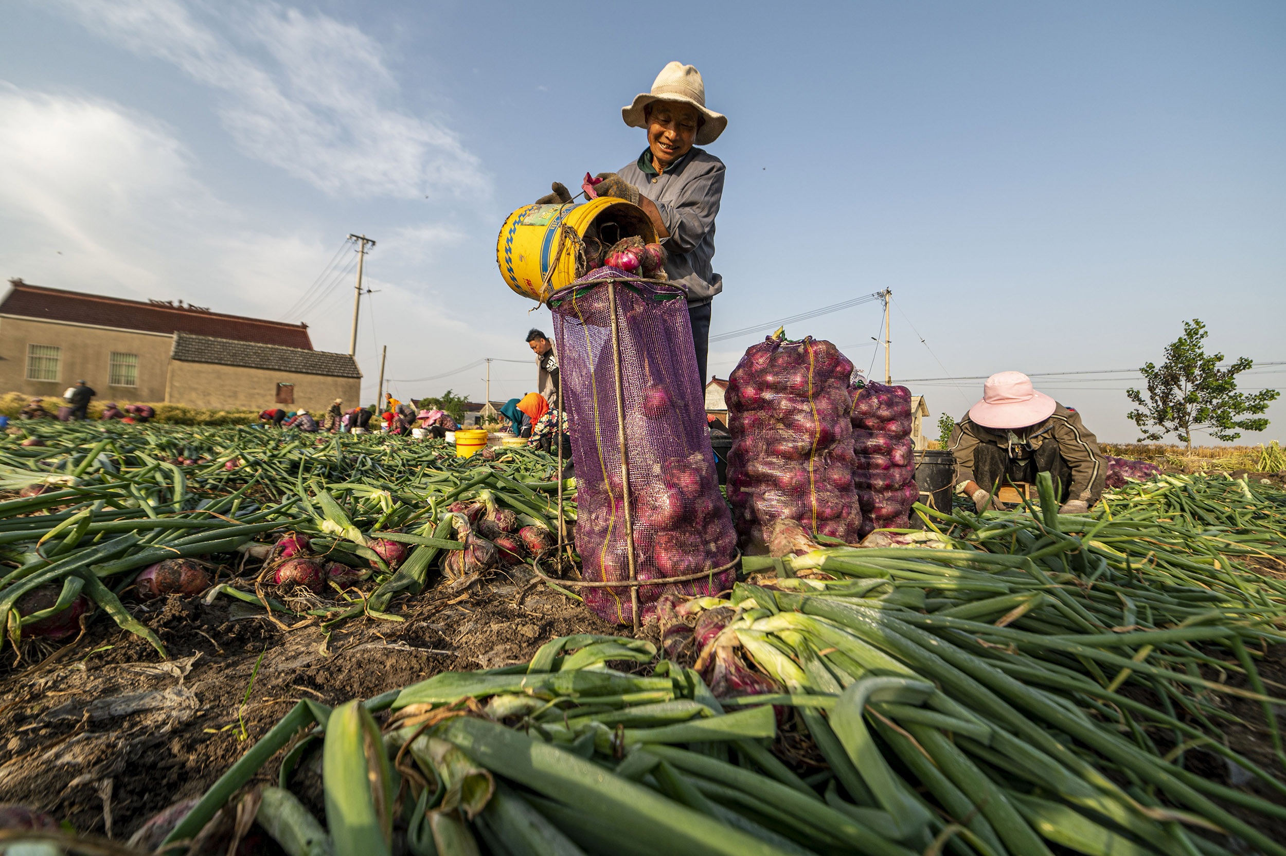 红皮洋葱收获忙
