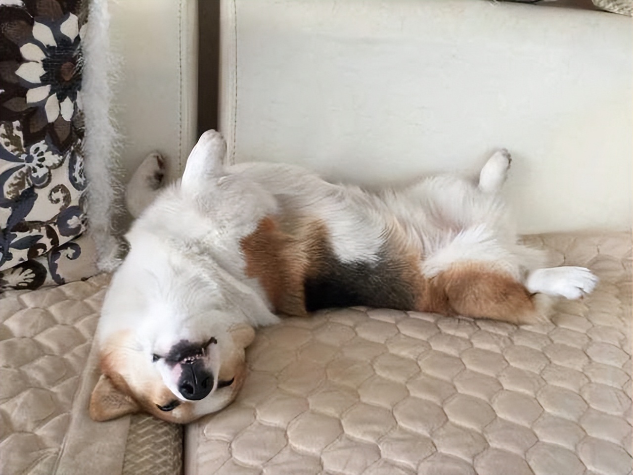 原来狗狗四脚朝天躺着,不是跟你玩,而是在给你信号