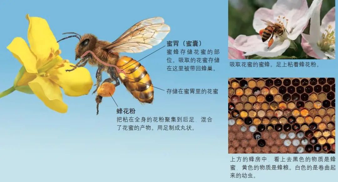 蜜蜂的结构图介绍图片