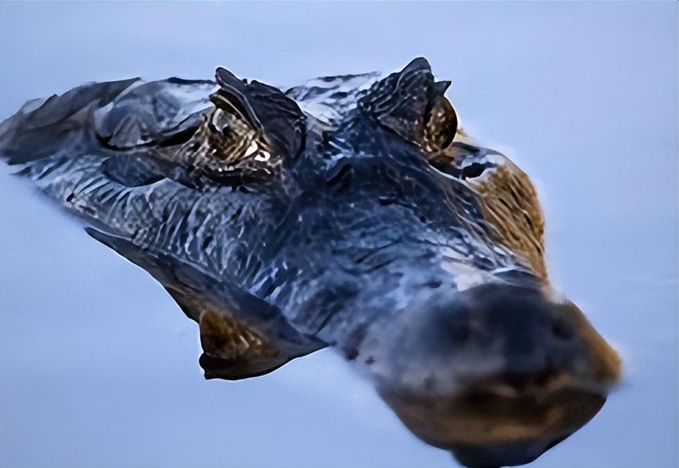 淡水霸主----鳄鱼