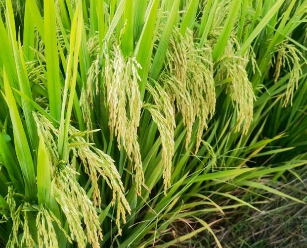 优质香型杂交水稻品种荷优五香,浓香型晚稻,麦茬稻,高产抗倒