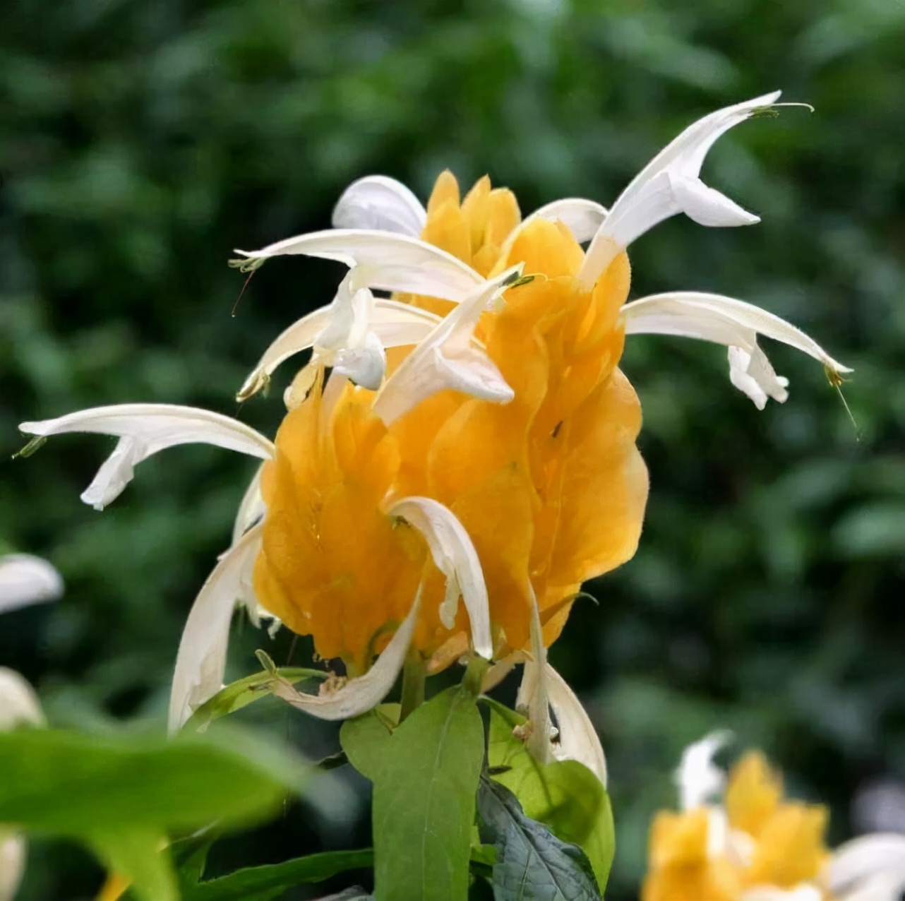 金苞花又叫"黄金塔",寓意好,花期长,一年四季花开不断!