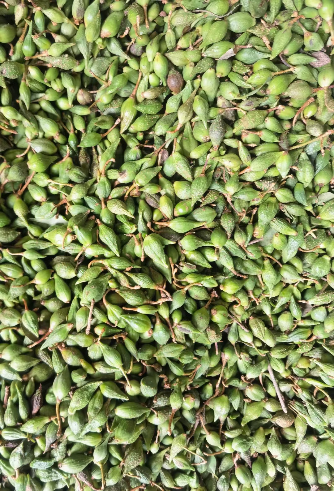 高鹏说药材:近日,连翘涨疯了