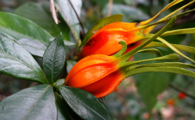 山栀子,你肯定认识,但它的功效,你未必知道,告诉你,它的妙用