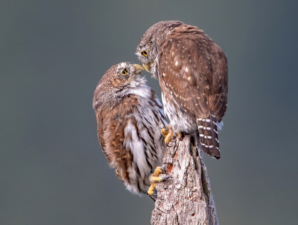 加拿大帕克斯维尔,一对北部侏儒猫头鹰喙对喙地站在篱笆柱上,分享温柔