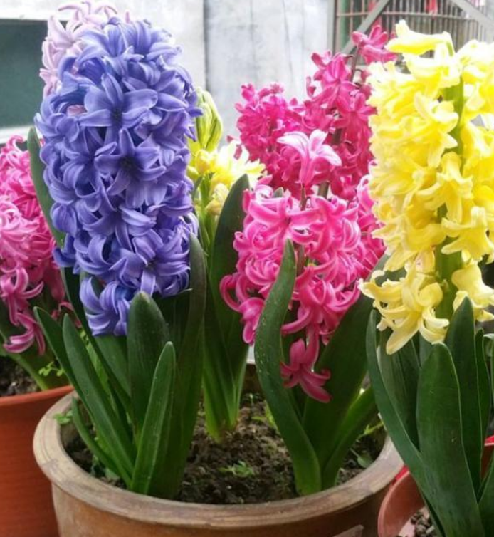 3种"种球花",埋土里5天发芽,40天就开花,花朵硕大花期长!