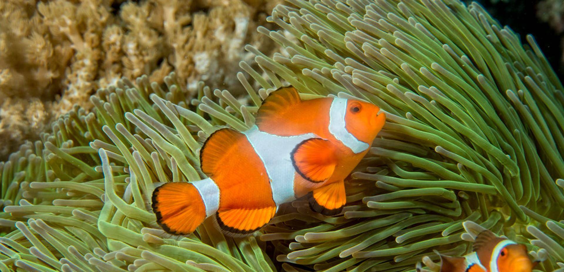 领域性极强的白条双锯鱼