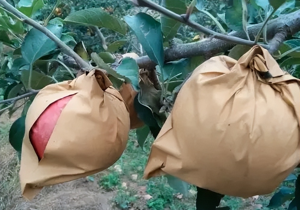 套袋苹果最佳去袋时机和去袋后关键的5项管理措施,抓紧收藏分享