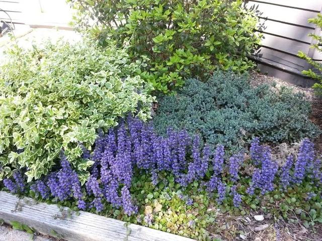 7种最好用的地被植物:丰富花境花园色彩,控制杂草