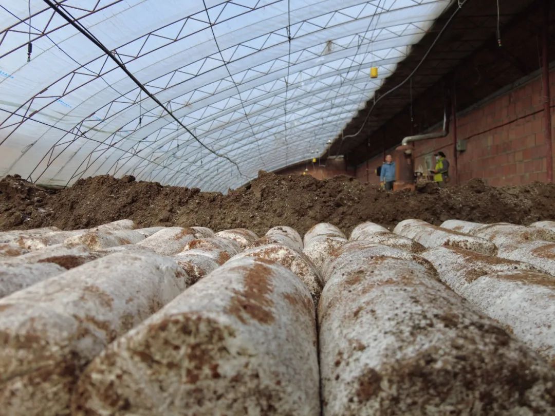 三坪农场试种雪莲菇,本月底上市