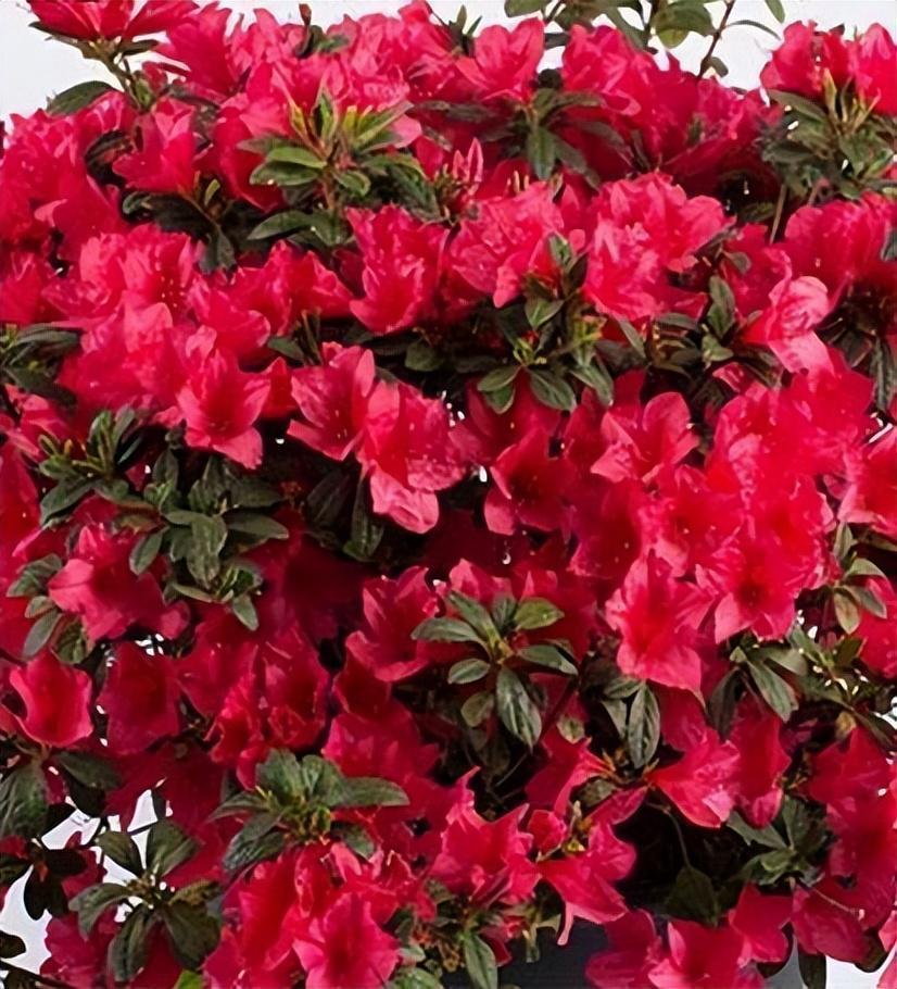 杜鹃花新品种—安酷杜鹃,皮实好养,花期较长,南北方都能养