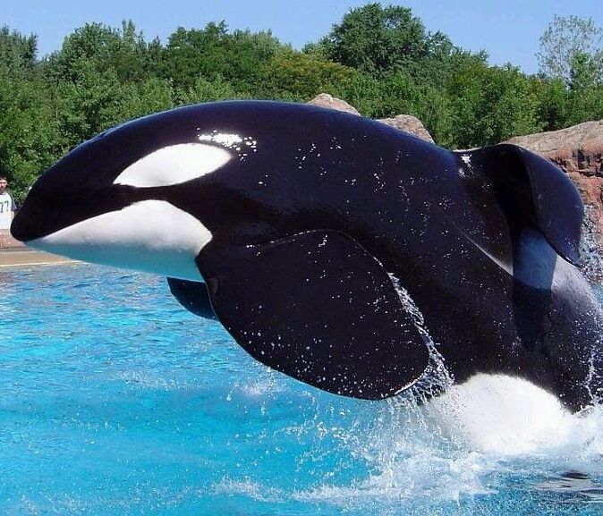 心碎!被囚禁42年,5次丧子后,海洋馆里的虎鲸开始疯狂自残