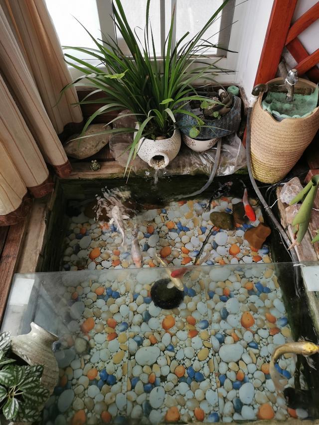 浙江36岁太太,因在阳台建鱼池养鱼而走红,妥妥一个室内庭院