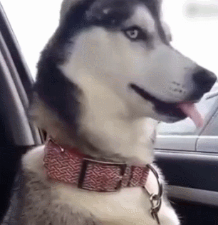 狗在危险的时候真的会保护主人吗?看完你就懂了!