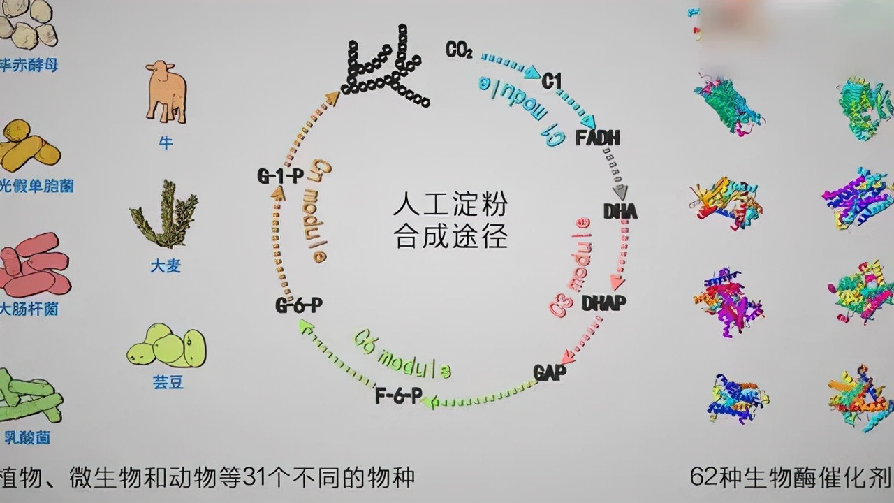 澱粉都能人工合成了以後不用種地了喝西北風就能管飽