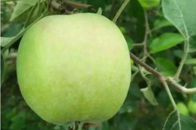 这个苹果品种有一个非常日本化的名字叫"藤木一号".