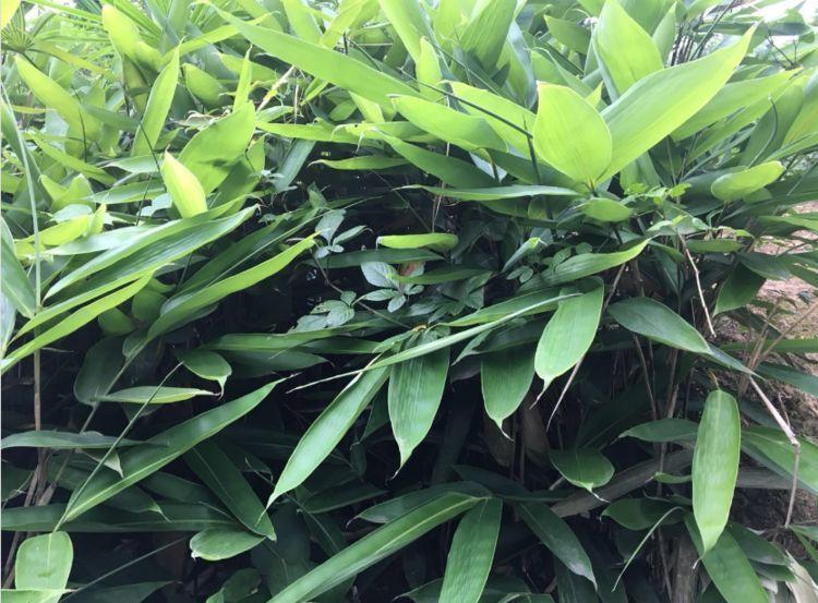 《父亲的粽叶树》阅读答案