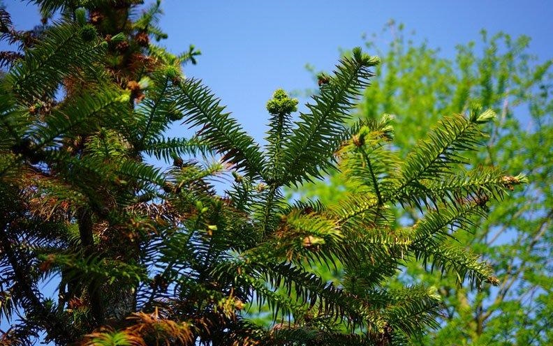 日本杉木精油的功效与作用_用法