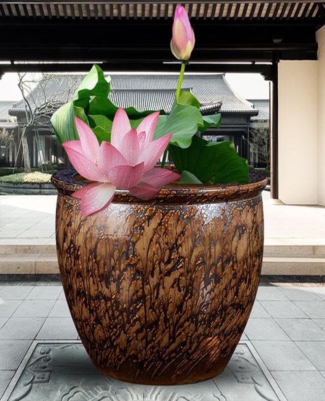 家里以前的大缸想在里面种荷花应该怎么种需要注意什么呢