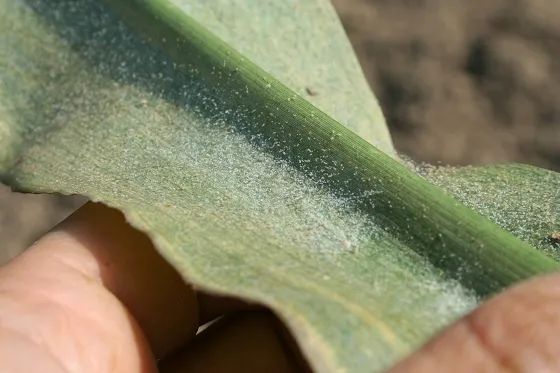 病虫害科普丨玉米叶螨的危害与防治