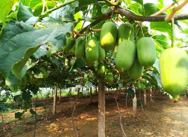 农村常见的一种"野树",以前被老农们瞧不起,如今却成了香饽饽