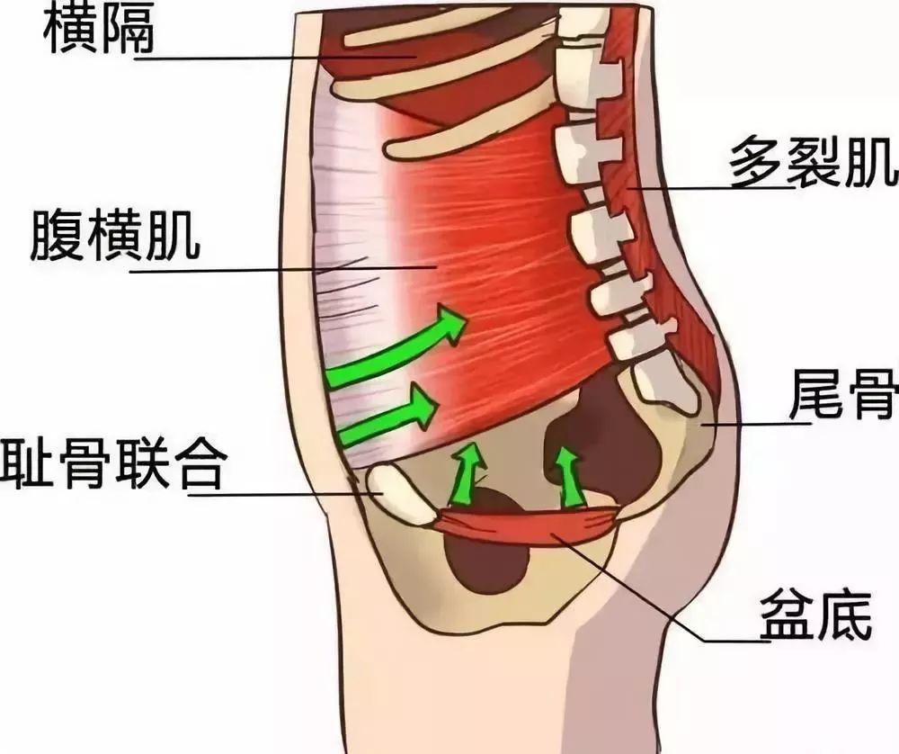 髂骨取骨后盆侧腹壁疝,病因有取骨不当和过大,腹壁组织薄弱等