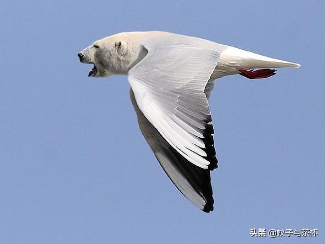 妈呀!我看到一只"马鸭"