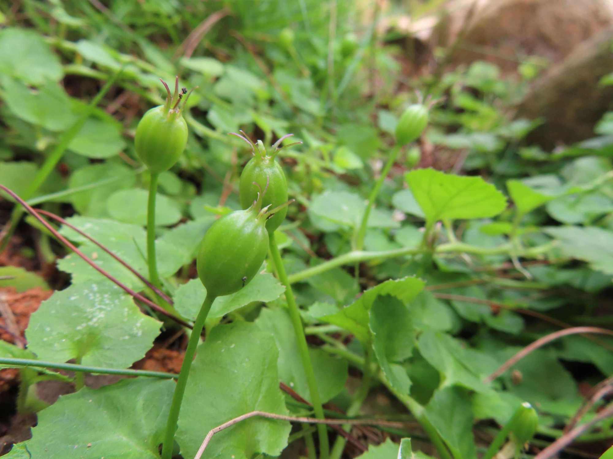 农村稀少植物铜锤玉带草,人称万能解毒王,它用途很广泛认识吗?