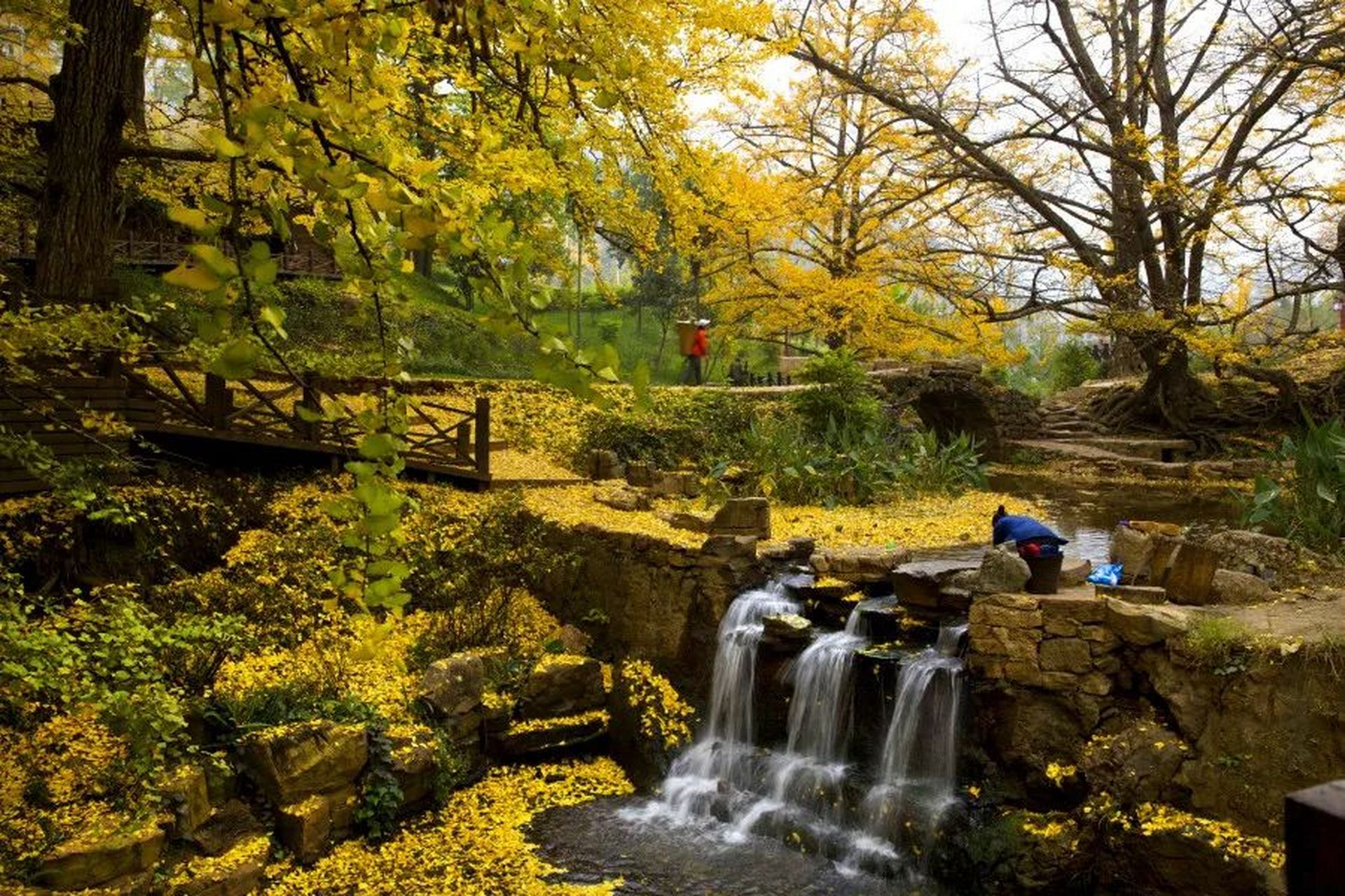 秋天是观赏古银杏的最好时节,贵州省六盘水市盘州妥乐古银杏,就是不错