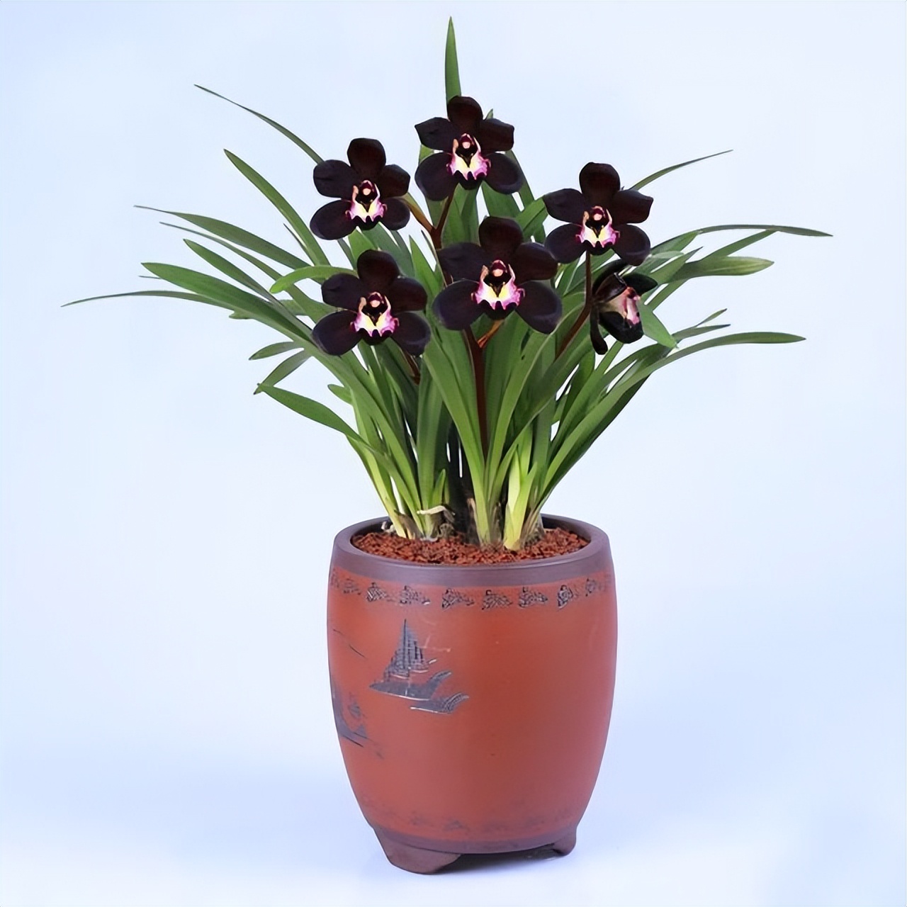 墨兰新宠"黑雪姬",黑杆黑花,花色深邃,兰香芬芳,适合新手