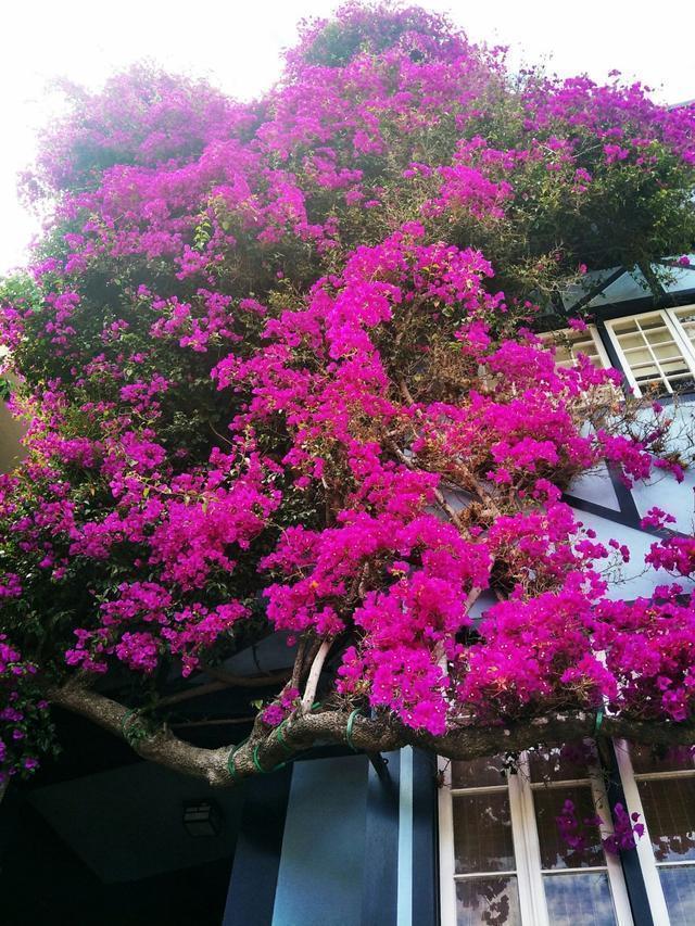 三角梅爬满围墙,花开烂漫时,就变成一道花墙,邻居朋友都羡慕