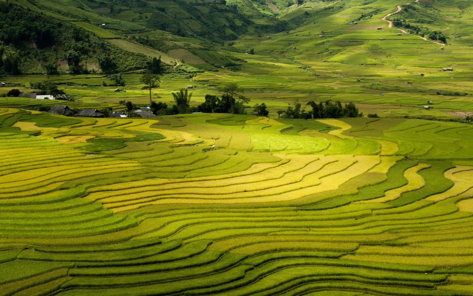心理测试:你觉得哪张梯田照片最美,测试一下你们两人的缘分多深