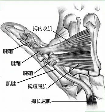 为了刷短视频,我失去了一只灵活的手!