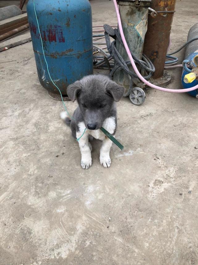 邂逅灰蓝色极品土狗,主人卖300,朋友:有名犬血统,买下不亏