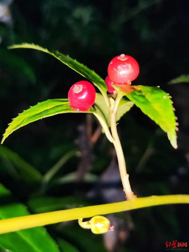 热点|你见过树叶上开花结果吗？四川青城山首次发现神秘植物“叶上珠”
