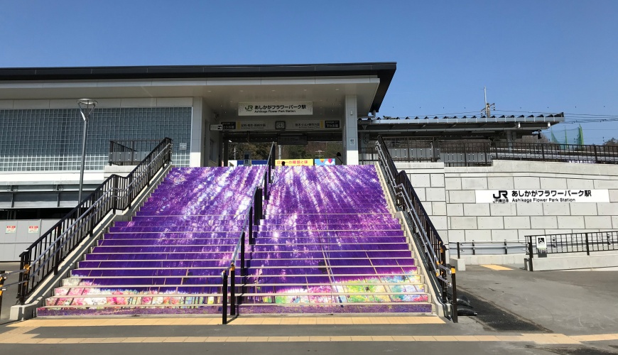 栃木县「足利花卉公园」紫藤花梦幻绝景,园内赏花,美食全攻略
