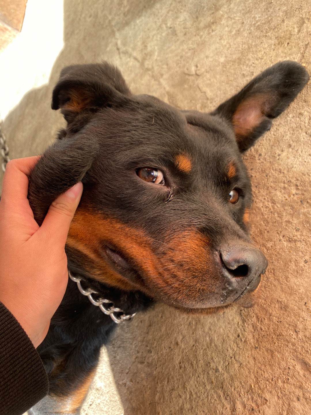 养狗人:好难,遛狗只敢在凌晨2点出门,狗狗戴嘴套也会被指责!