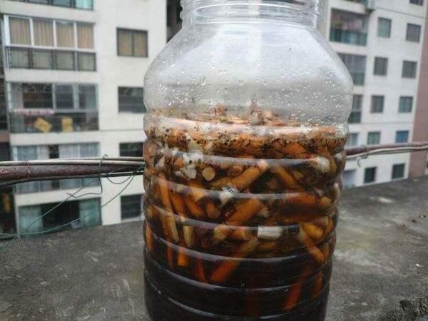 养花总"招虫"?自制6种"杀虫水",让虫子无处可逃