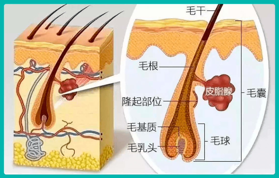 同样都是体毛,为何头发能一直生长,而腋毛,阴毛却不行?